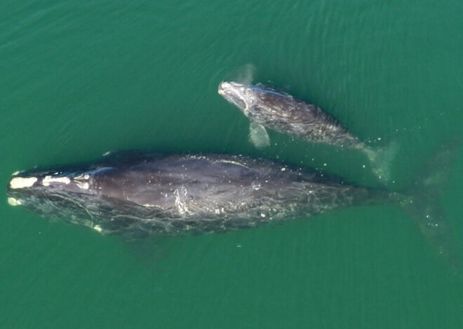 Can 70 Moms Save the Endangered North Atlantic Right Whale?